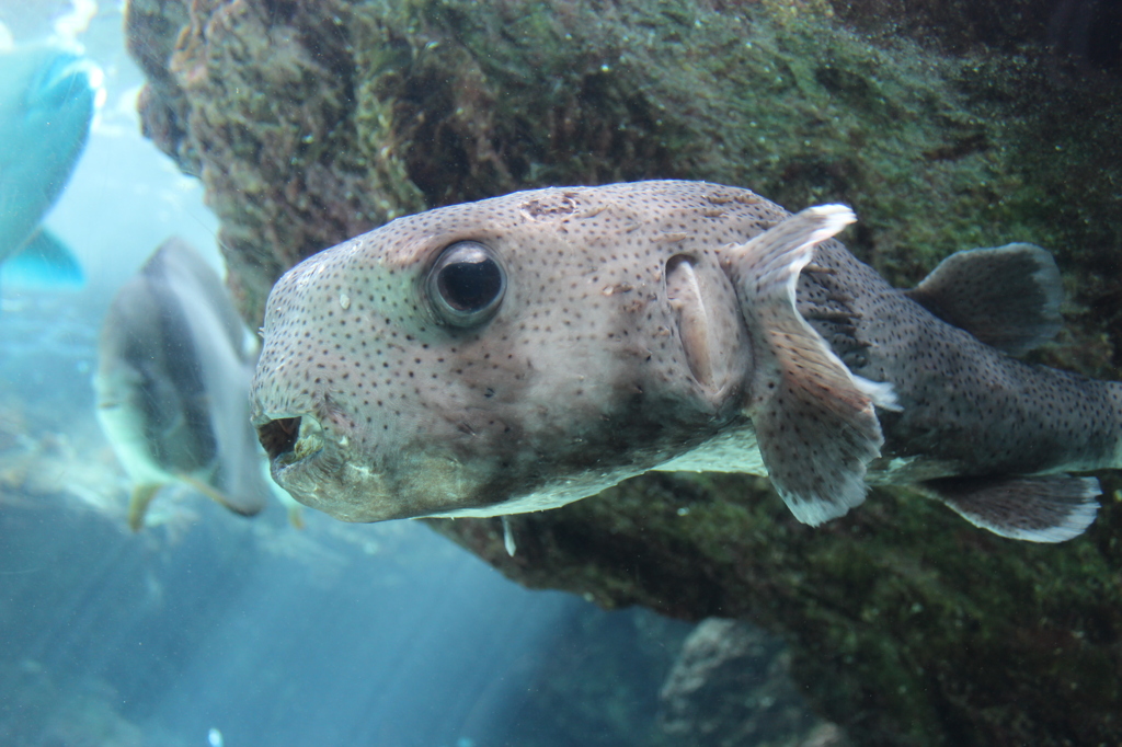 沖縄水族館