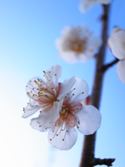 ume blossom