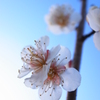 ume blossom