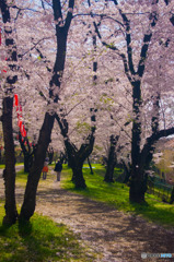 桜の小道