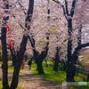 桜の小道