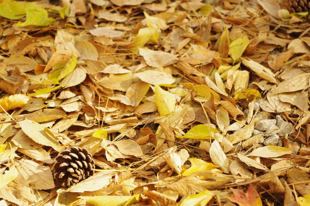 松ぼっくりと落ち葉の絨毯