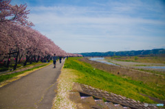 桜vs丘陵
