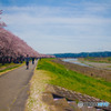 桜vs丘陵