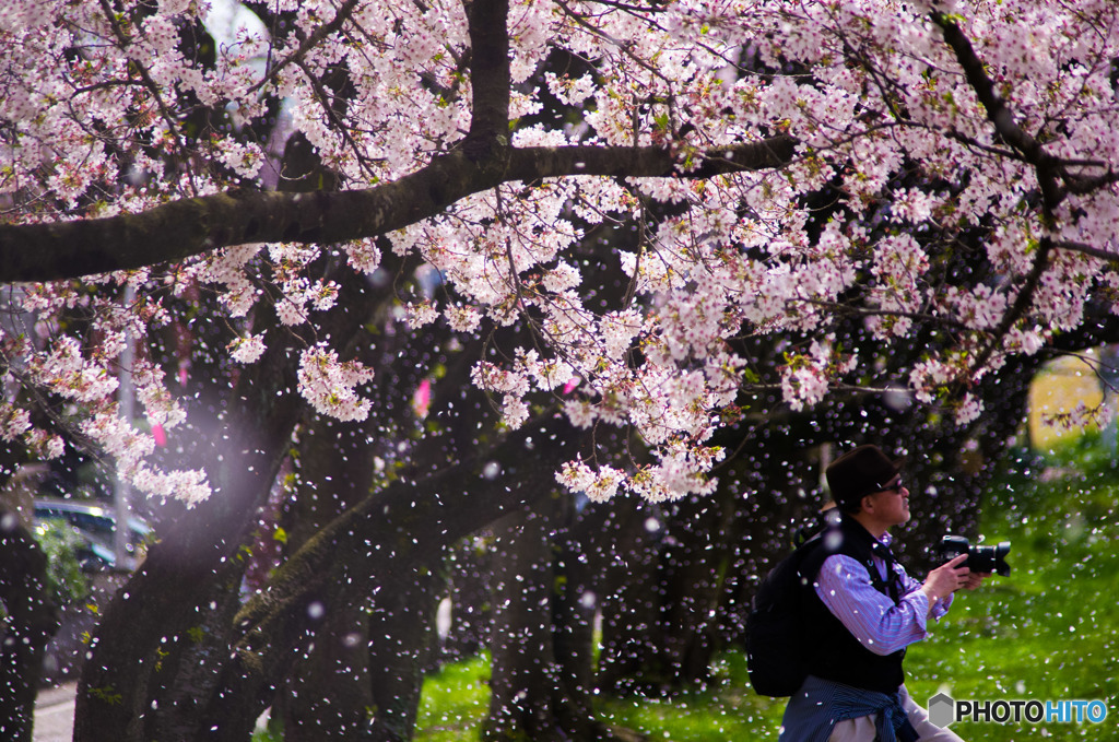 散りゆく桜の中で