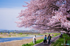 桜のある風景