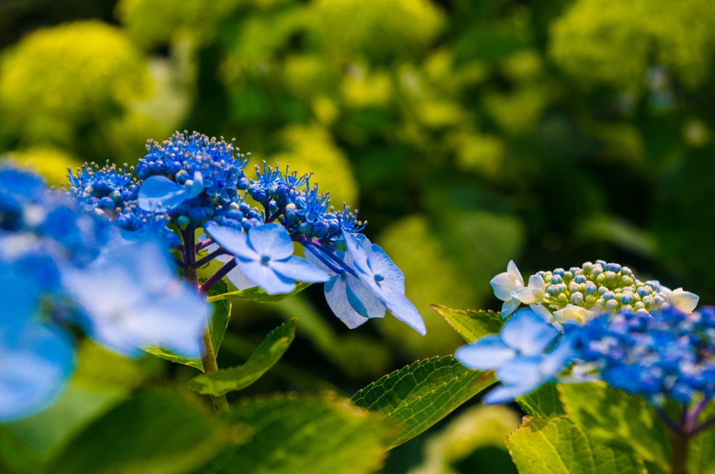 両性花