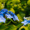 両性花