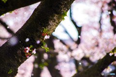 桜吹雪