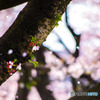 桜吹雪