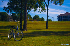 Lawn Cruiser