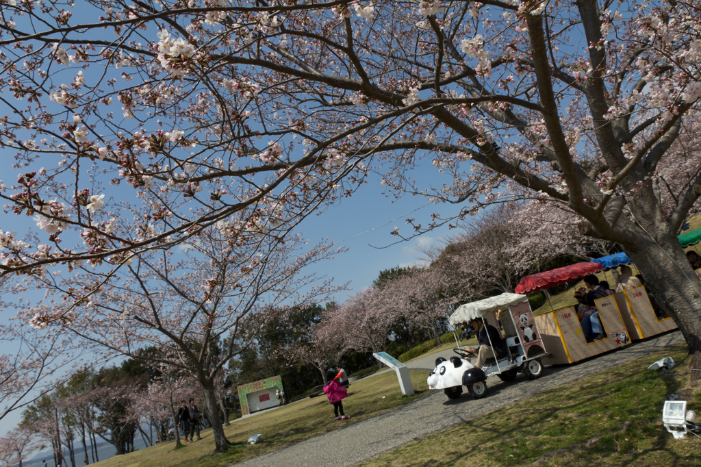 ぱんだ号　桜並木を往く
