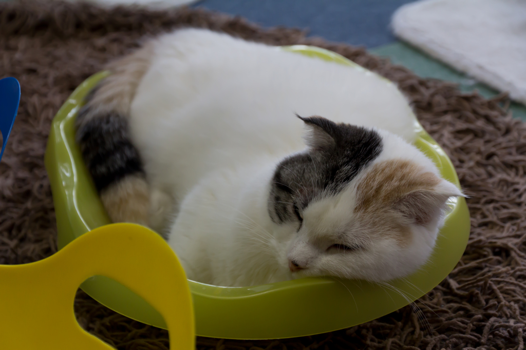 ねこ丼