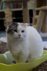 もふもふ