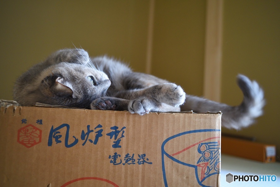 猫