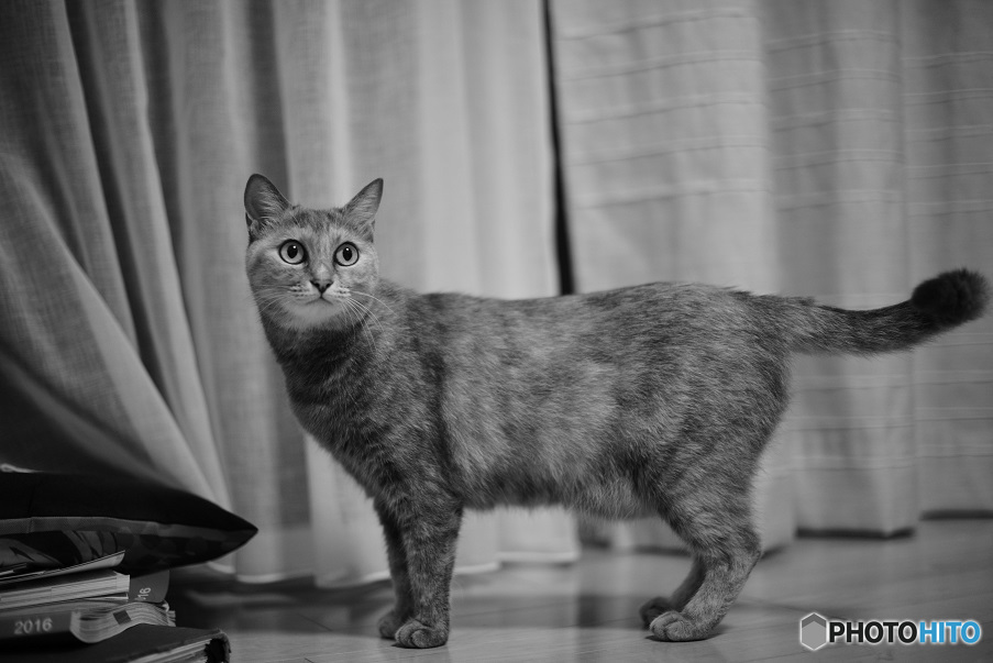 愛猫