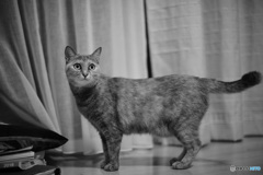 愛猫