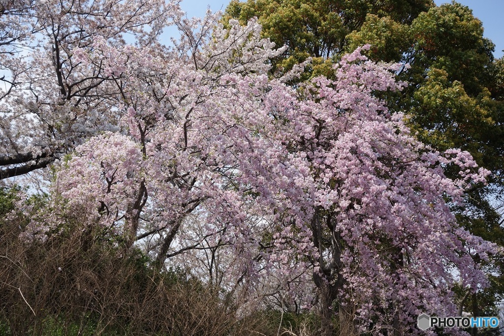 春うらら