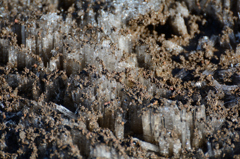 DSC_0733