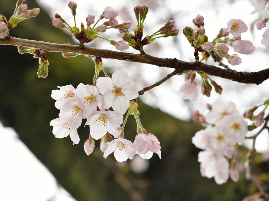 しぶとく桜