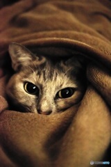 毛布にくるまる猫