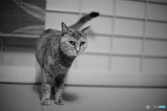 愛猫