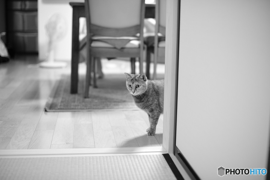 愛猫