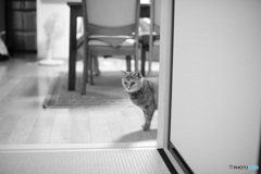 愛猫