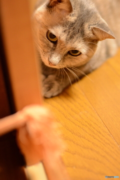 愛猫と遊ぶ