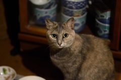 夜食をねだる愛猫