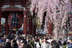 桜にはチョッと早い