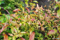 PB150185