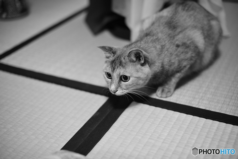 愛猫
