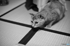 愛猫