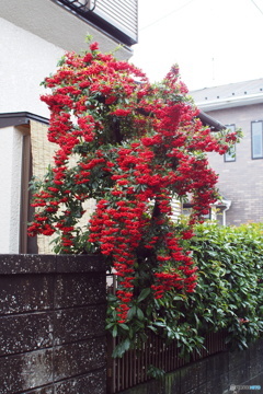 PB150181