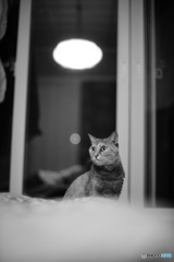 愛猫