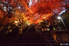 大山紅葉ライトアップ