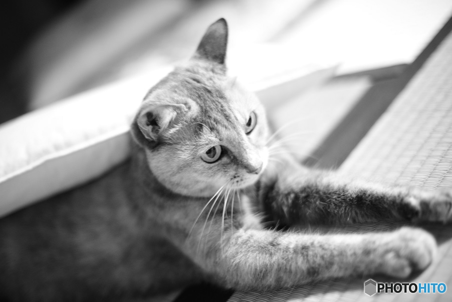 愛猫