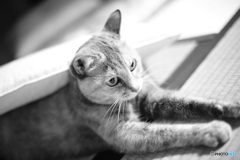愛猫