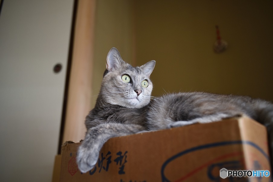 猫