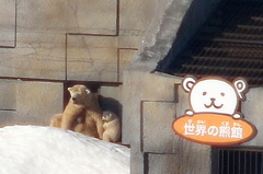 円山動物園、2014年12月21日生まれのシロクマの赤ちゃん