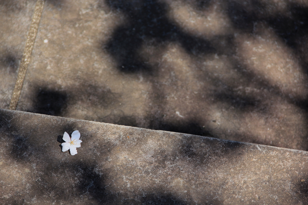 影桜