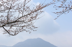 山桜