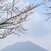 山桜