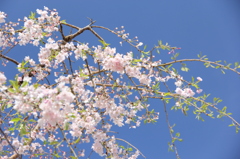 清雅