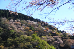 桜染