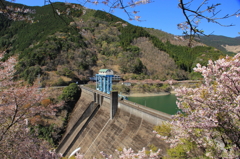 桜隧道