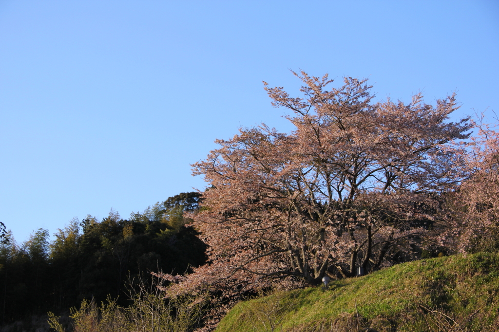横顔桜