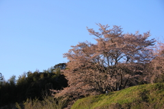 横顔桜