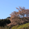 横顔桜